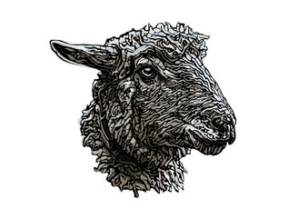 sheep head illustration