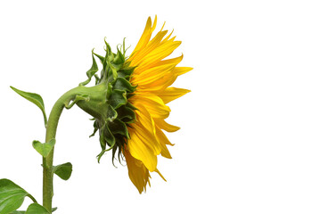 Wall Mural - Flower of sunflower head turned isolated on white background. Seeds and oil. Flat lay, top view