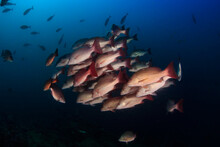 School Of Red Snapper With A Dark Blue Ocean Backdrop On An Asian Coral Reef