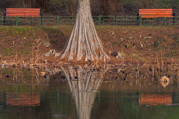 Beautiful Reflection of a Tree and Two Benches on the Lake 