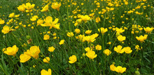 Yellow Flowers Of Ranunculus Acris On Green Grass Background On Sunny Day. Panorama.