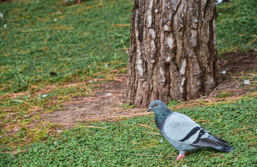 Canvas Print - Closeup shot of a dove on the park lawn