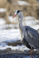 Sticker - Vertical shot of a Gray Heron on a winter day