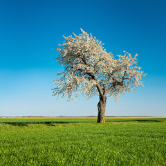 Wall Mural - Old cherry tree in full bloom under blue sky