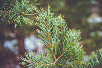 Wall Mural - Young shoots of pine trees in winter