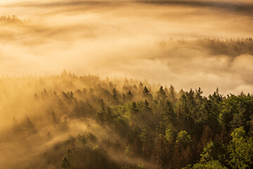 Wall Mural - Forest with Fog in the Warm Light of the Rising Sun, Scenic View from above