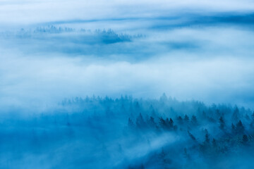 Wall Mural - view over endless forest covered by fog in the twilight of dawn