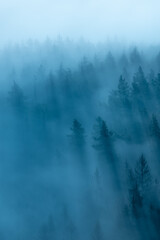 Wall Mural - view over gloomy foggy forest at dawn