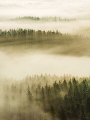 Wall Mural - View over hills with forest covered by morning fog