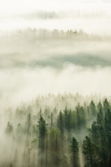 Wall Mural - view over forest with morning fog