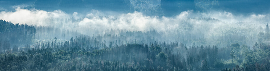 Wall Mural - Panorama of endless forest with fog