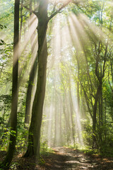 Wall Mural - sunbeams through fog in beautiful sunny forest