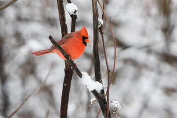 Wall Mural - Male  northern cardinal (Cardinalis cardinalis) in winter