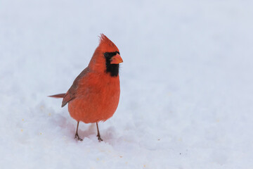 Wall Mural - Male  northern cardinal (Cardinalis cardinalis) in winter