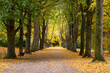 © Wilfried Wirth/Westend61 - Treelined footpath in autumn park