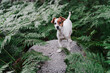 © Eva Blanco/Westend61 - Portrait of cute puppy standing on rock amidst plants in forest