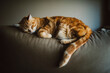 © Ramon Espelt/Westend61 - Close-up of ginger cat sleeping on sofa against wall at home