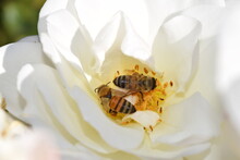 Two Bumble Bees In A White Rose