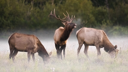 bull elk with two females calling on a misty morning at meadowbrook farm in snoqualmie to the east o