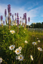 Daisies And Lupins Growing On Meadow