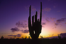 Mexico, Baja California, Cactus At Sunset