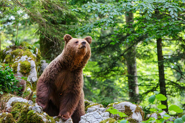 Wall Mural - brown bear - close encounter with a wild brown bear eating in the forest and mountains of the notran