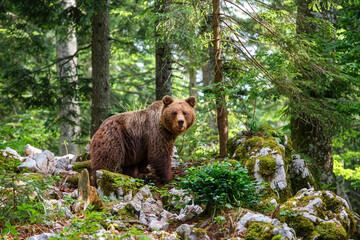 brown bear - close encounter with a wild brown bear eating in the forest and mountains of the notran