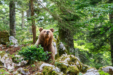 Wall Mural - brown bear - close encounter with a wild brown bear eating in the forest and mountains of the notran