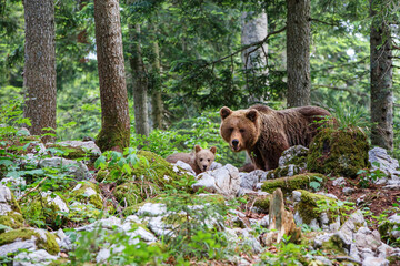 wild brown bear mother with her cubs walking and searching for food in the forest and mountains of t