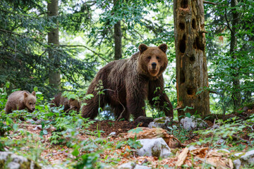 wild brown bear mother with her cubs walking and searching for food in the forest and mountains of t