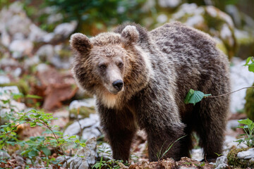 Wall Mural - brown bear - close encounter with a wild brown bear eating in the forest and mountains of the notran
