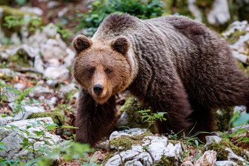Wall Mural - brown bear - close encounter with a wild brown bear eating in the forest and mountains of the notran