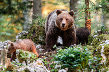 Wall Mural - wild brown bear mother with her cubs walking and searching for food in the forest and mountains of t