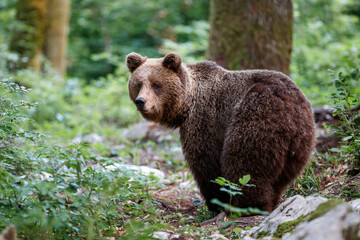 Wall Mural - brown bear - close encounter with a wild brown bear eating in the forest and mountains of the notran