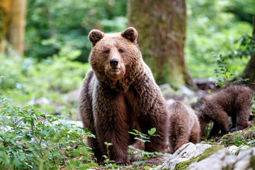Wall Mural - wild brown bear mother with her cubs walking and searching for food in the forest and mountains of t