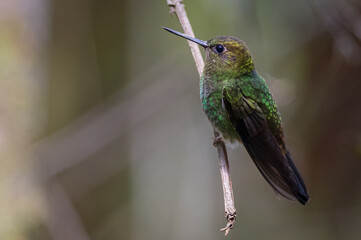 Small hummingbird perched on a branch