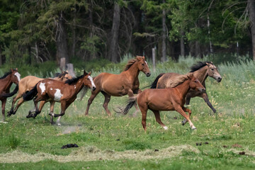 Horses and cowboys at a roundup in Montana