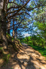 Wall Mural - Mount Victoria path with dense woodland and sunlight peeking through on trail floor in Wellington, New Zealand