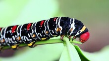 Colorful Caterpillar Pseudosphinx Tetrio Eats On A Leaf Costa Rica Macro Close-up
