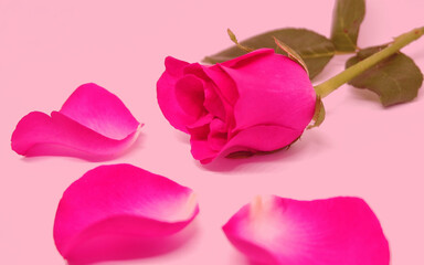 pink rose on pink background ,background for valentine day or design card