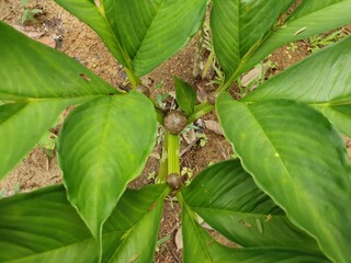 Porang plant Amorphophallus also known as konjac elephant yam konjak, Konjaku, Konnyaku Potato, devil tongue, voodoo lily