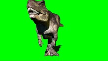 Giganotosaurus Dinosaur Walking On Green Screen