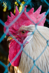 Canvas Print - Rooster in detail behind the fence.