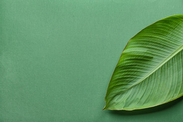 Green banana leaf on color background