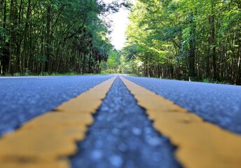 A low view of two yellow lane lines on a Florida highway with green trees on both sides of the road. 