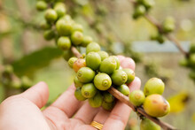 Arabica Coffee, Green Arabica Coffee Beans Unripe On Northern Thailand Sources Waiting For Harvest To Process