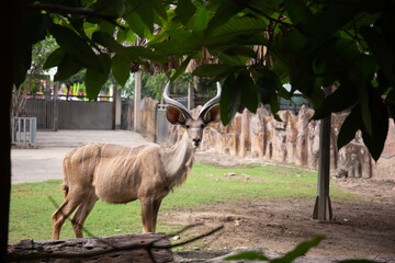 gazelle in the zoo looking straight to camera 