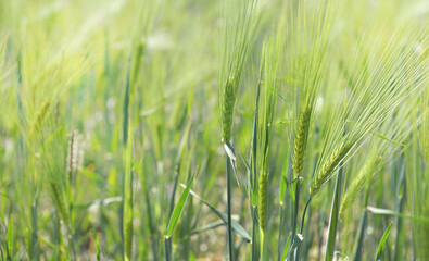 close on cereal plant growing in a sunny field