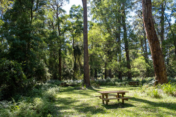 Wall Mural - Wooden picnic table under tall trees in Australian forest