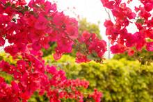 Bright Branch Of Red Bougainvillea Flowers On A Background Of Lush Green Foliage Foliage, Nature Texture Background, Flowering Time, Place For Text